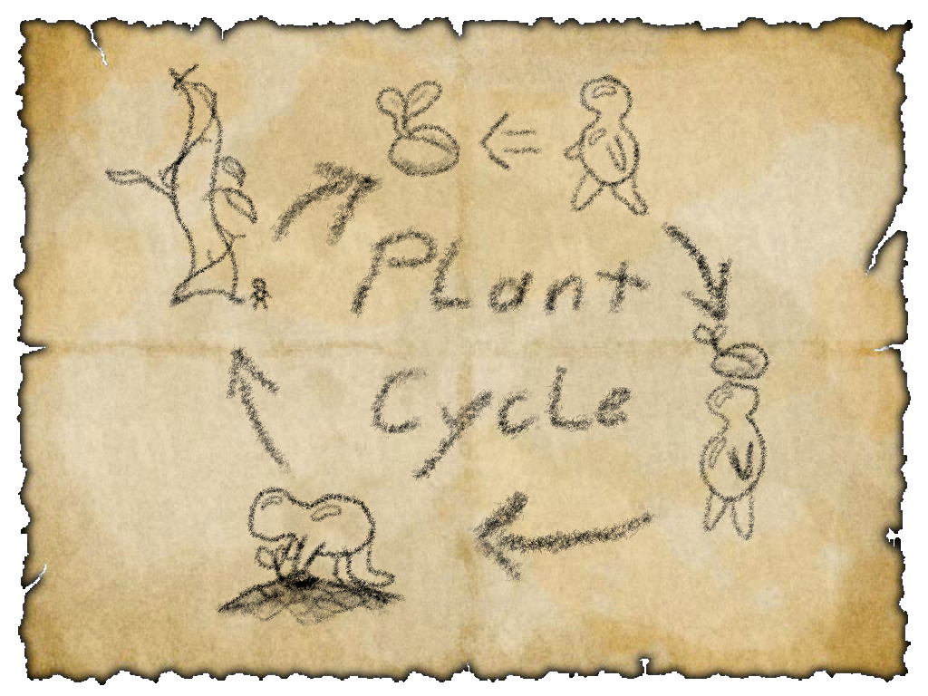 Showing the plant cycle for how to plant seeds